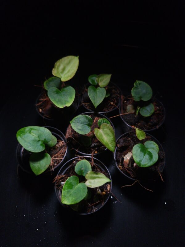 IMG COM 202601311513512785