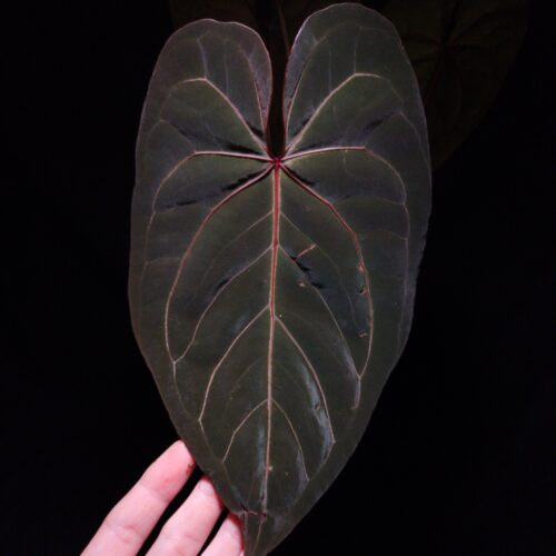 are Anthurium Red Veil × Giant hybrid with dark velvety leaf color, striking red veins and red sinus inherited from the mother plant, unique leaf shape from the Anthurium Giant pollen donor, photographed with dramatic top-down lighting, hand gently holding the leaf from behind against a dark background.