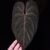are Anthurium Red Veil × Giant hybrid with dark velvety leaf color, striking red veins and red sinus inherited from the mother plant, unique leaf shape from the Anthurium Giant pollen donor, photographed with dramatic top-down lighting, hand gently holding the leaf from behind against a dark background.