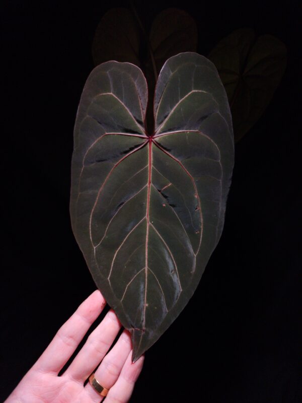 are Anthurium Red Veil × Giant hybrid with dark velvety leaf color, striking red veins and red sinus inherited from the mother plant, unique leaf shape from the Anthurium Giant pollen donor, photographed with dramatic top-down lighting, hand gently holding the leaf from behind against a dark background.