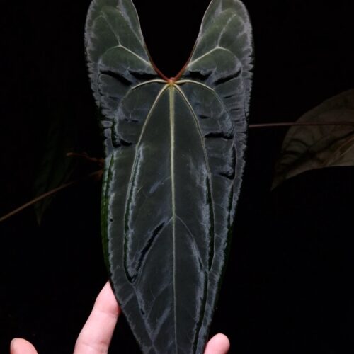 Rare Anthurium Blue Papillilaminum x Velvet Cobra, an exotic hybrid featuring velvet dark green, heart-shaped leaves with striking prominent light colored veins and orange-red sinuses. The leaves taper elegantly to a slimmer end, inheriting characteristics from its pollen parent. This tropical aroid, standing 25-30 cm tall, comes in a clear anti-rootbound pot with premium Selawase Aroid mix, promoting healthy root development. A perfect addition for indoor plant collectors, it thrives in bright, indirect light. The image captures the front view of one leaf under top-down lighting, highlighting their rich texture against a dark backdrop with one smaller leaf fading into the background's soft shadow gradient.