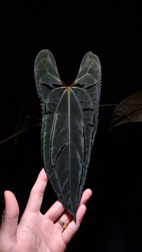 Rare Anthurium Blue Papillilaminum x Velvet Cobra, an exotic hybrid featuring velvet dark green, heart-shaped leaves with striking prominent light colored veins and orange-red sinuses. The leaves taper elegantly to a slimmer end, inheriting characteristics from its pollen parent. This tropical aroid, standing 25-30 cm tall, comes in a clear anti-rootbound pot with premium Selawase Aroid mix, promoting healthy root development. A perfect addition for indoor plant collectors, it thrives in bright, indirect light. The image captures the front view of one leaf under top-down lighting, highlighting their rich texture against a dark backdrop with one smaller leaf fading into the background's soft shadow gradient.