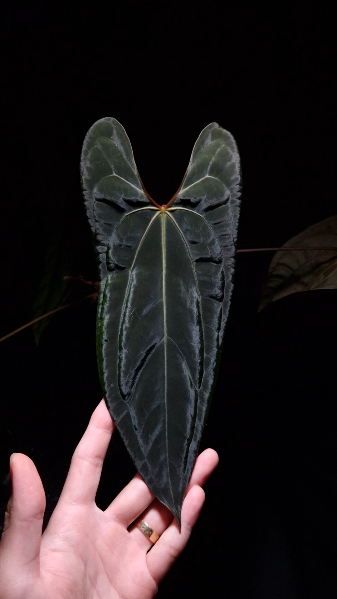 Anthurium Blue Papillilaminum x Velvet Cobra | Selawase Aroid