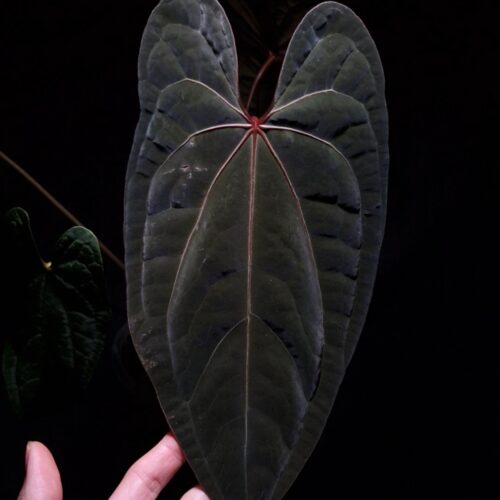 A hand holds a prized Anthurium RVDP X Fort Sherman hybrid under a soft, artistic lighting technique that enhances its features. This rare aroid displays exceptional dark green foliage with a shimmering velvet leaf texture and a distinct central red vein. With dark background and highlighted by thhe top down lighting, the main specimen in its transparent pot, showcasing its healthy growth as a premium houseplant. A left hand is holding the leaf from the lower left corner.