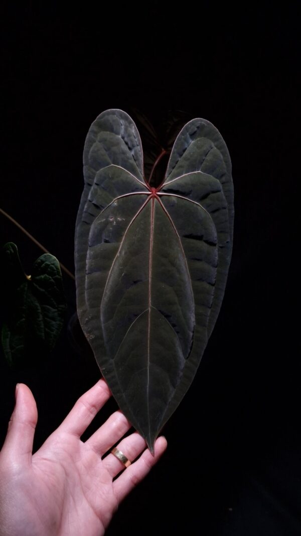 A hand holds a prized Anthurium RVDP X Fort Sherman hybrid under a soft, artistic lighting technique that enhances its features. This rare aroid displays exceptional dark green foliage with a shimmering velvet leaf texture and a distinct central red vein. With dark background and highlighted by thhe top down lighting, the main specimen in its transparent pot, showcasing its healthy growth as a premium houseplant. A left hand is holding the leaf from the lower left corner.