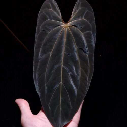 An Anthurium Papillilaminum Xone with dark green, muscular foliage featuring striking yellow-orange veins and a vivid vein sinus. The plant is gently held from below by a hand wearing a ring, illuminated by top-down lighting against a dark background, showcasing the leaf’s high ears and strong texture.