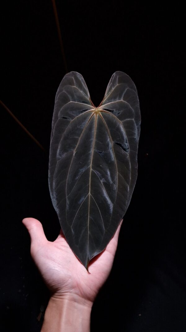 An Anthurium Papillilaminum Xone with dark green, muscular foliage featuring striking yellow-orange veins and a vivid vein sinus. The plant is gently held from below by a hand wearing a ring, illuminated by top-down lighting against a dark background, showcasing the leaf’s high ears and strong texture.