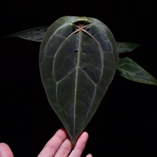 An Anthurium Yellow Spider with a heart-shaped dark leaf featuring striking red veins and an orange sinus, gently held by a hand wearing a golden ring. The plant is illuminated from top-down lighting against a dark background, highlighting the velvety texture and vivid coloration.