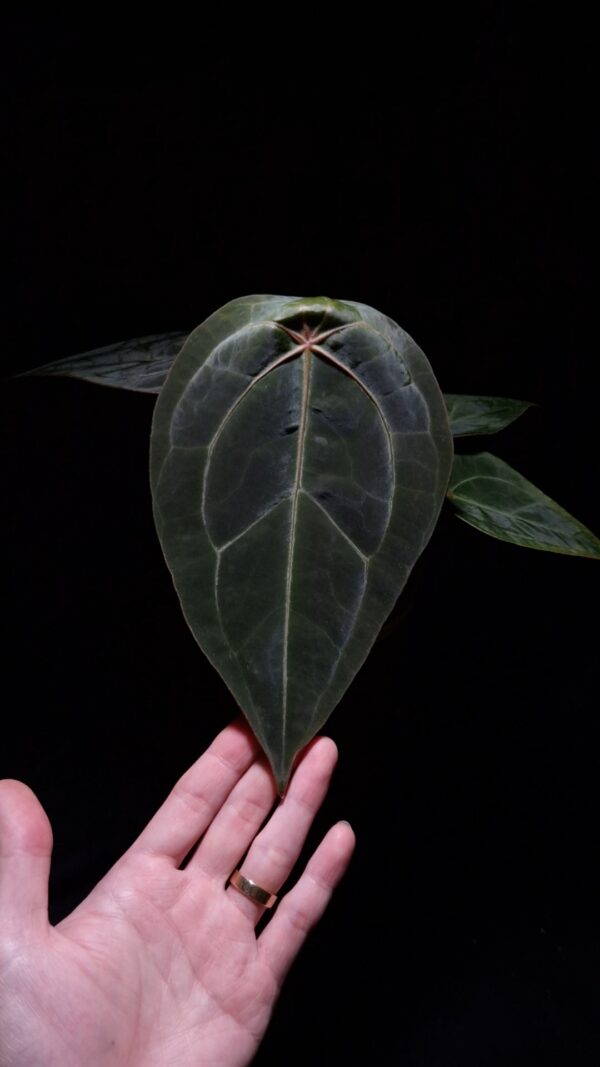An Anthurium Yellow Spider with a heart-shaped dark leaf featuring striking red veins and an orange sinus, gently held by a hand wearing a golden ring. The plant is illuminated from top-down lighting against a dark background, highlighting the velvety texture and vivid coloration.