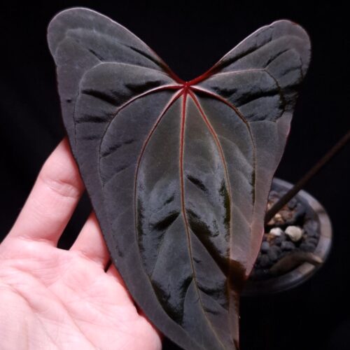 Anthurium RS x Portillae rare hybrid aroid with striking long narrow dark green leaves featuring vivid green-yellowish veins and a bold red sinus. Under dramatic top-down lighting against a dark background, Three leaves are visible, including one emerging leaf with a dark brown-reddish hue. The plant’s elegant red petioles add to its visual appeal. Planted in a transparent anti-rootbound pot filled with premium aroid mix, the surface is covered with 8mm black lava rock for optimal root health and drainage. The leaf is gently held from the left side by a left hand, showcasing the plant’s graceful form and leaf texture.