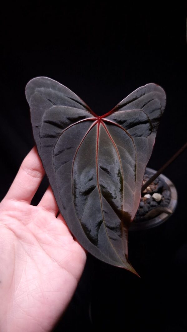 Anthurium RS x Portillae rare hybrid aroid with striking long narrow dark green leaves featuring vivid green-yellowish veins and a bold red sinus. Under dramatic top-down lighting against a dark background, Three leaves are visible, including one emerging leaf with a dark brown-reddish hue. The plant’s elegant red petioles add to its visual appeal. Planted in a transparent anti-rootbound pot filled with premium aroid mix, the surface is covered with 8mm black lava rock for optimal root health and drainage. The leaf is gently held from the left side by a left hand, showcasing the plant’s graceful form and leaf texture.