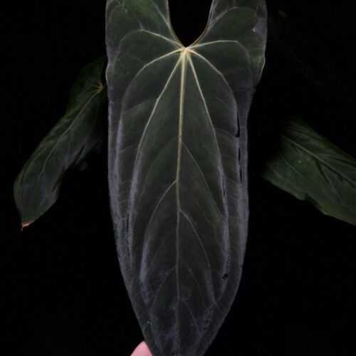 An Anthurium Papillilaminum Fort Sherman x Xone with dark green, muscular foliage featuring striking yellow-orange veins and a wide vivid vein sinus. The plant is gently held from below by a hand wearing a ring, illuminated by top-down lighting against a dark background, showcasing the leaf’s high ears and strong texture.