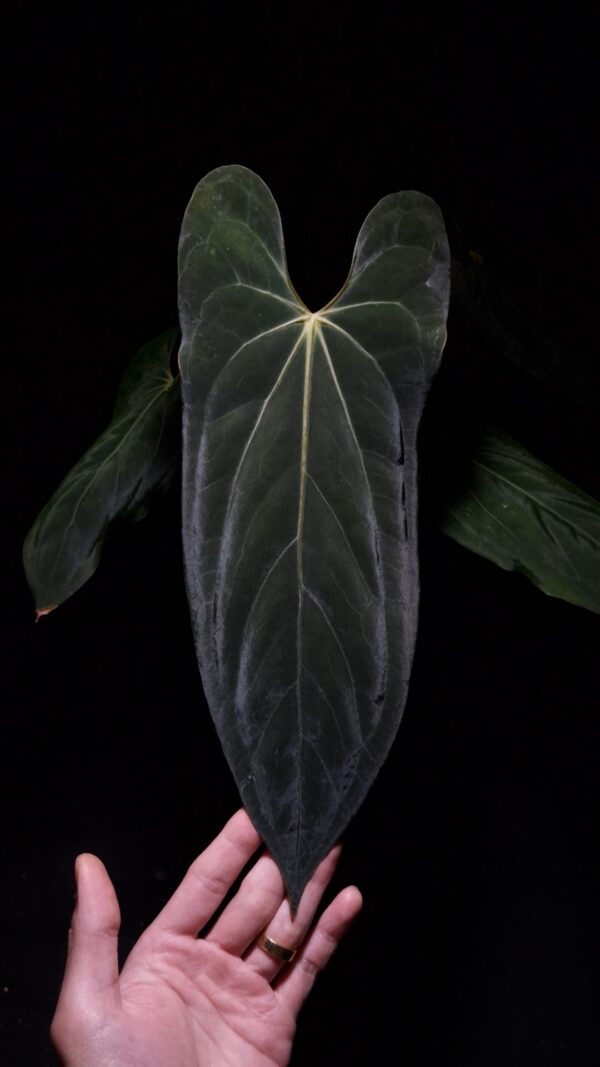 An Anthurium Papillilaminum Fort Sherman x Xone with dark green, muscular foliage featuring striking yellow-orange veins and a wide vivid vein sinus. The plant is gently held from below by a hand wearing a ring, illuminated by top-down lighting against a dark background, showcasing the leaf’s high ears and strong texture.