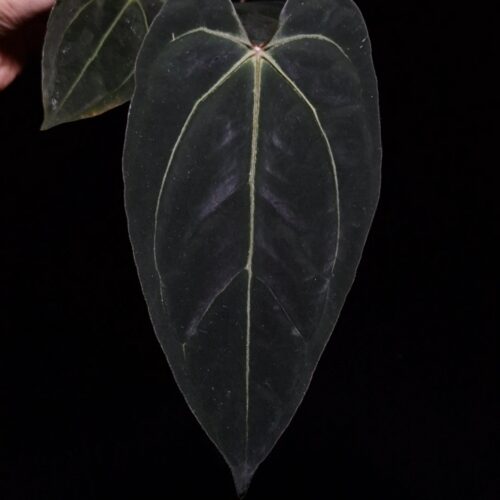 Anthurium BVIT x Besseae cutting with three mature dark green velvet heart-shaped leaves potted in a transparent pot with visible aroid mix, photographed and held mid-air by hand against a dark background with top-down lighting.