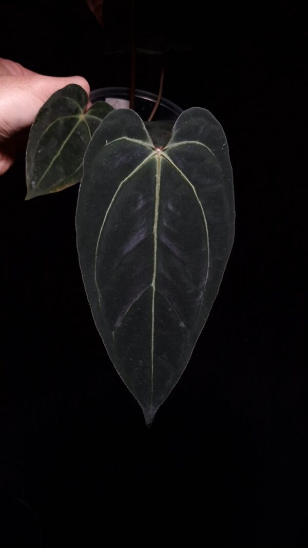 Anthurium BVIT x Besseae cutting with three mature dark green velvet heart-shaped leaves potted in a transparent pot with visible aroid mix, photographed and held mid-air by hand against a dark background with top-down lighting.