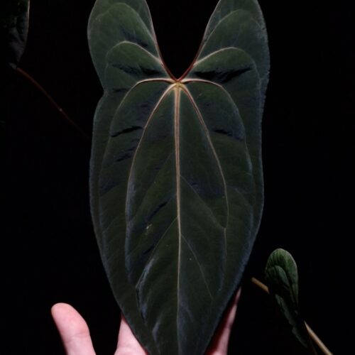 An Anthurium Blue Papillilaminum x Papillilaminum DF with dark green, muscular foliage featuring striking yellow-orange veins and a vivid vein sinus. The plant is gently held from below by a hand wearing a ring, illuminated by top-down lighting against a dark background, showcasing the leaf’s high ears and strong texture.