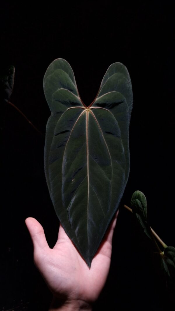 An Anthurium Blue Papillilaminum x Papillilaminum DF with dark green, muscular foliage featuring striking yellow-orange veins and a vivid vein sinus. The plant is gently held from below by a hand wearing a ring, illuminated by top-down lighting against a dark background, showcasing the leaf’s high ears and strong texture.