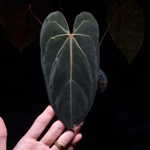 Anthurium Red Veil x BVIT with four visible narrow velvet dark green leaves featuring striking white veins and red sinus, potted in a transparent pot gently held by hand under top-down lighting against a dark background — rare hybrid Anthurium with elegant foliage and vivid vein contrast.