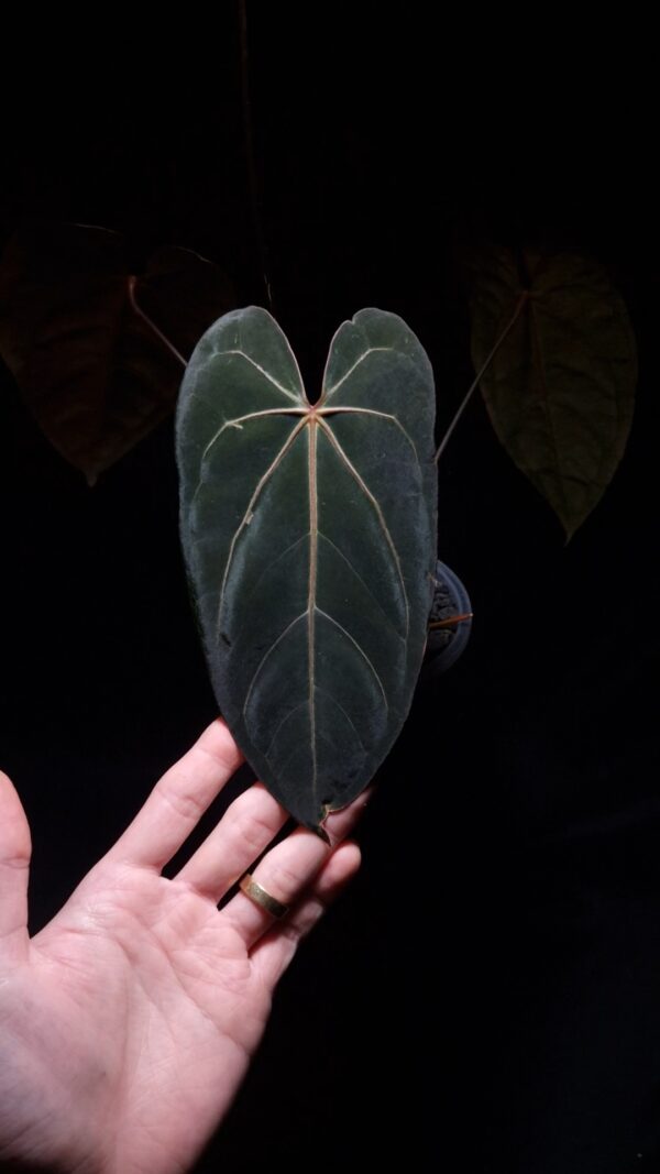 Anthurium Red Veil x BVIT with four visible narrow velvet dark green leaves featuring striking white veins and red sinus, potted in a transparent pot gently held by hand under top-down lighting against a dark background — rare hybrid Anthurium with elegant foliage and vivid vein contrast.