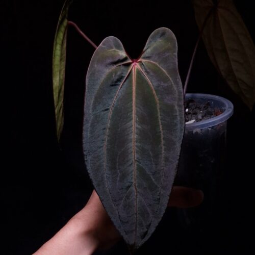A hand holds a prized Anthurium Giant x Bvit hybrid under a soft, artistic lighting technique that enhances its features. This rare aroid displays exceptional dark green foliage with a shimmering velvet leaf texture and a distinct central pink vein. Two smaller leaves fade into the dark background, highlighting the main specimen in its transparent pot, showcasing its healthy growth as a premium houseplant.