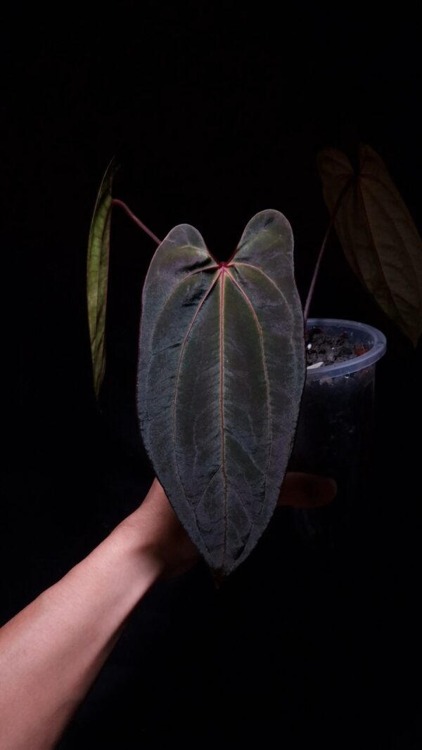 A hand holds a prized Anthurium Giant x Bvit hybrid under a soft, artistic lighting technique that enhances its features. This rare aroid displays exceptional dark green foliage with a shimmering velvet leaf texture and a distinct central pink vein. Two smaller leaves fade into the dark background, highlighting the main specimen in its transparent pot, showcasing its healthy growth as a premium houseplant.