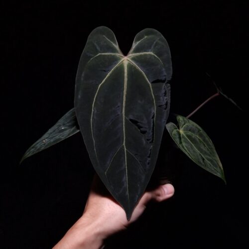 Anthurium BVIT x Besseae cutting with three mature dark green velvet heart-shaped leaves potted in a transparent pot with visible aroid mix, photographed and held mid-air by hand against a dark background with top-down lighting.