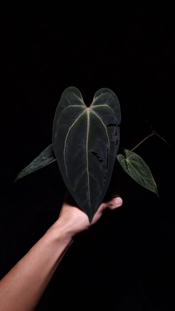 Anthurium BVIT x Besseae cutting with three mature dark green velvet heart-shaped leaves potted in a transparent pot with visible aroid mix, photographed and held mid-air by hand against a dark background with top-down lighting.