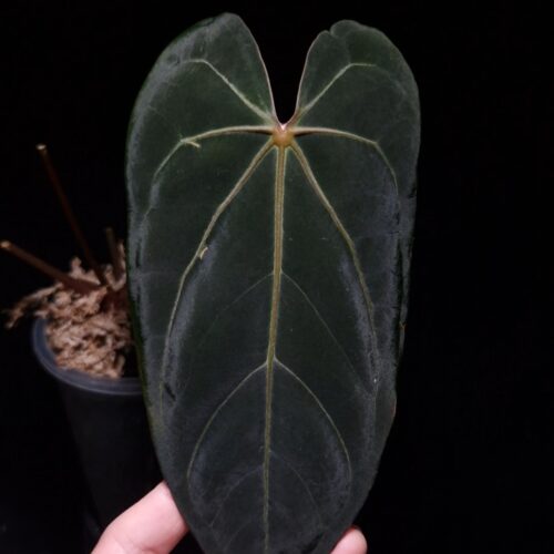 Anthurium Red Veil x BVIT with mature dark green velvet heart-shaped leaves and one emergent brown leaf, hand holding a transparent pot with visible aroid mix, photographed mid-air against a dark background with top-down lighting.