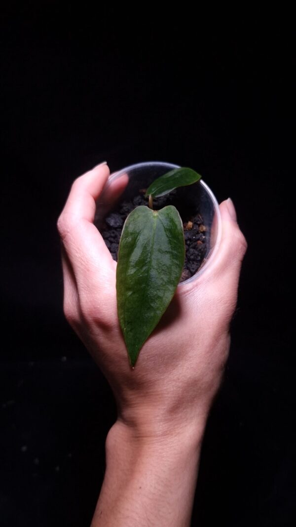 Anthurium AOS DF x RL (Ace of Spades Dark Form x Ralph Lynam) with two elongated dark velvety leaves, strong texture and curled tail, top-down lighting, dark background, clear pot held mid-air by hand. black lava rock visible on the surface of the substrat in the pot.