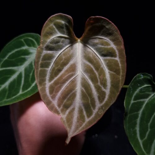 An Anthurium Copper with round, dark velvety foliage featuring bold, masculine silver veining and a strong central vein. The leaf shows elongated, gently curled sides, captured under top-down lighting against a dark background, with a few additional leaves subtly visible in the frame.