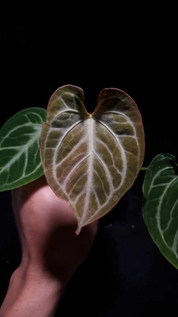 An Anthurium Copper with round, dark velvety foliage featuring bold, masculine silver veining and a strong central vein. The leaf shows elongated, gently curled sides, captured under top-down lighting against a dark background, with a few additional leaves subtly visible in the frame.