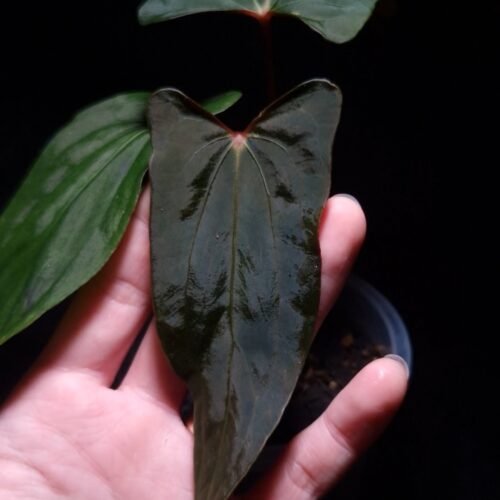 An Anthurium Ralph Lynam with dark, muscular foliage featuring vivid reddish-orange primary veins and red secondary and tertiary veins resembling muscle fibers. The photo highlights the bold vein structure and texture of the leaf against a dark background held by a hand from the lower left corner of the picture gently. dark 8mm lava rock visible on top of the black round pot