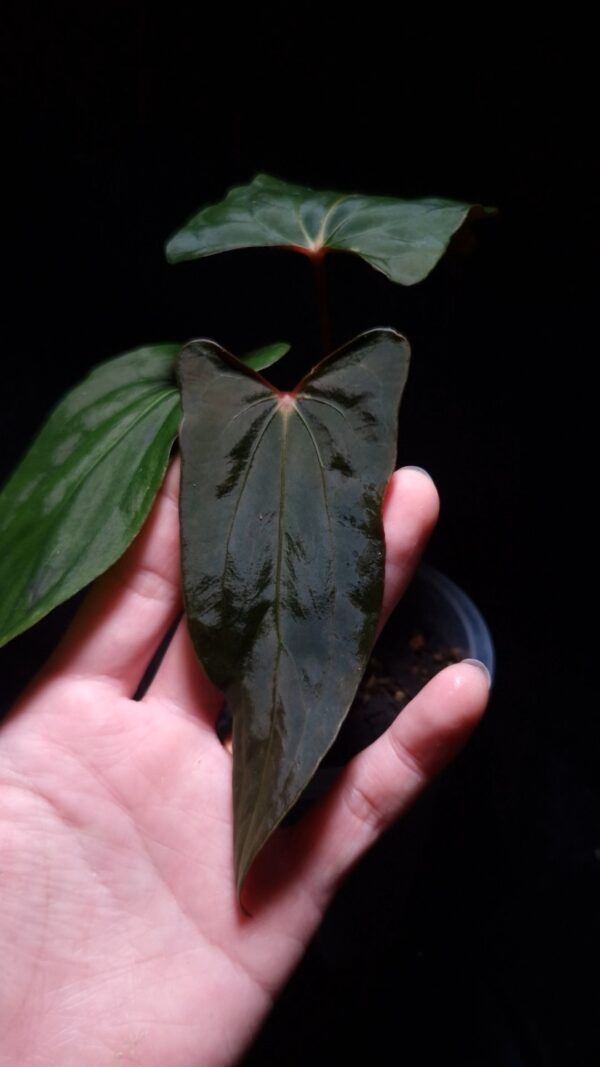An Anthurium Ralph Lynam with dark, muscular foliage featuring vivid reddish-orange primary veins and red secondary and tertiary veins resembling muscle fibers. The photo highlights the bold vein structure and texture of the leaf against a dark background held by a hand from the lower left corner of the picture gently. dark 8mm lava rock visible on top of the black round pot