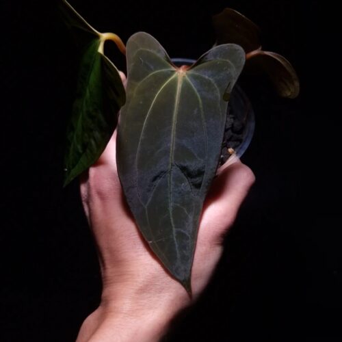 Anthurium x Xone × Portillae with three round, wide “ear-edged” velvet leaves in deep dark green, showing subtle soft white venation. Plant displayed in a transparent pot held mid-air by a hand, captured in top-down lighting with a clean dark background highlighting texture and leaf shape.