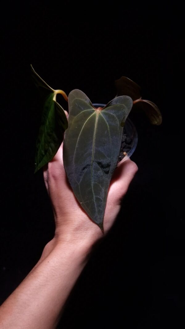 Anthurium x Xone × Portillae with three round, wide “ear-edged” velvet leaves in deep dark green, showing subtle soft white venation. Plant displayed in a transparent pot held mid-air by a hand, captured in top-down lighting with a clean dark background highlighting texture and leaf shape.