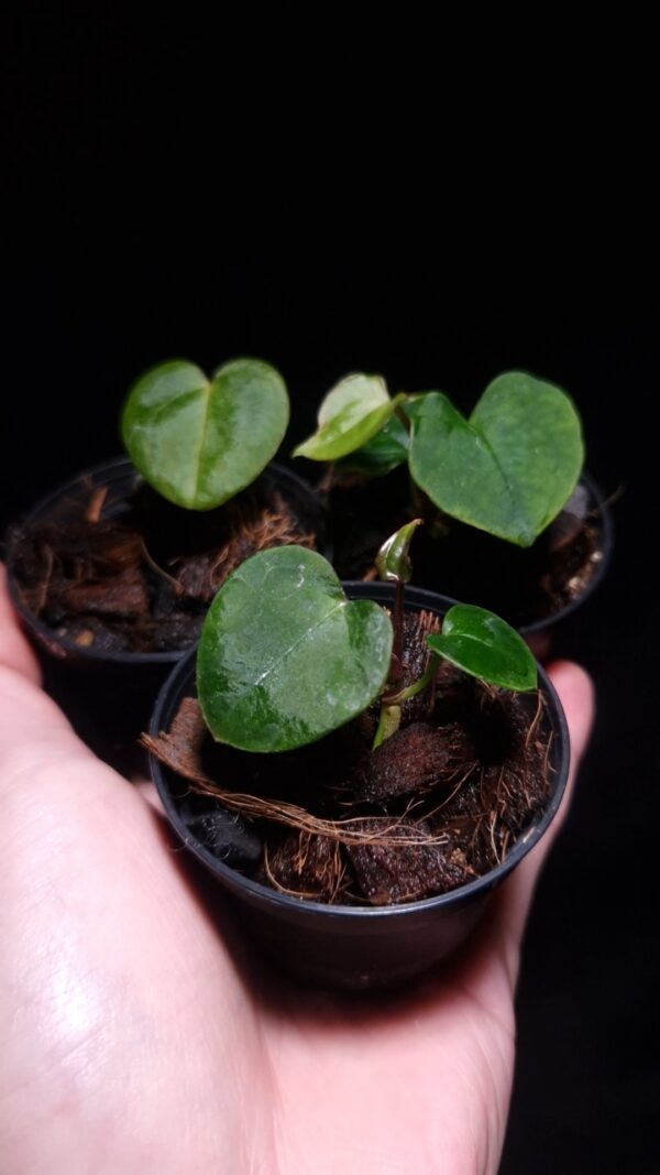 Rare Anthurium RVDP x Galaxy, Red Vein Dark Phoenix x Galaxy, a sought-after hybrid of Anthurium Papillilaminum XOne and Dark Phoenix, showcasing velvety dark green, heart-shaped leaves with striking mauve veins and vibrant orange-red sinuses. The leaves taper elegantly, inheriting traits from its pollen parent. This tropical aroid, standing 15-20 cm tall, is potted in a clear anti-rootbound container filled with premium Selawase Aroid mix, ensuring healthy root growth. Ideal for rare plant enthusiasts and indoor aroid collectors, it thrives in bright, indirect light. The image features the back view of a latest leaf under dramatic top-down lighting, highlighting its red stem and vein typical Anthurium RVDP and intricate details of the veins against a dark background. the older leaf is blurred in the foreground.