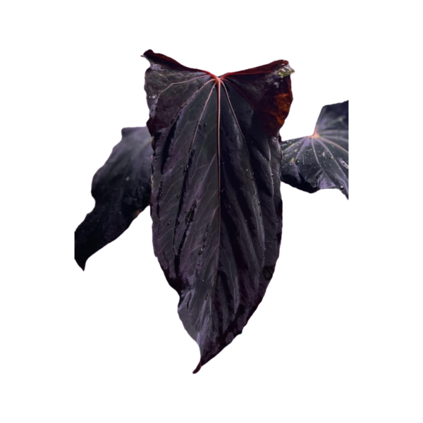 IMG 20250720 WA0011(1)