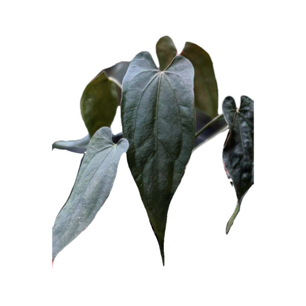 IMG 20260303 WA0001(1)