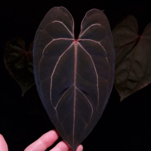 Anthurium Red Veil × Red Crystallinum – Rare Velvet Leaf Aroid with Striking Red Veins and Sinus Elevate your indoor jungle with the stunning Anthurium Red Veil × Red Crystallinum, a rare and captivating hybrid known for its dark green, velvety leaves infused with vivid red sinus and veins. This exotic aroid brings together the best traits of both parent plants: the bold red accents of Red Veil and the refined velvet texture and form of Red Crystallinum. Currently in excellent, healthy condition, this specimen stands at approximately 30 cm tall and boasts a balanced structure with a well-developed root system. It is potted in a 12 cm black anti-rootbound container filled with Selawase premium aroid mix, a specialty substrate designed to optimize drainage, aeration, and moisture retention for tropical foliage plants. Ideal for rare plant collectors, Anthurium enthusiasts, and indoor plant stylists, this hybrid thrives in bright, indirect light and high humidity conditions, making it a perfect centerpiece for shelves, plant cabinets, or high-end botanical displays. The featured image captures a front-facing view of the newest leaf, illuminated from above by dramatic top-down lighting that accentuates its deep velvet surface, glowing red sinus, and intricate venation pattern. A hand is gently holding the leaf to showcase its full heart-shaped form and natural elegance, while subtly drawing attention to a minor imperfection on the lower part—a small cosmetic flaw that highlights the plant’s authenticity and living beauty. The leaf is presented against a dark background, enhancing the dramatic contrast and premium visual appeal.