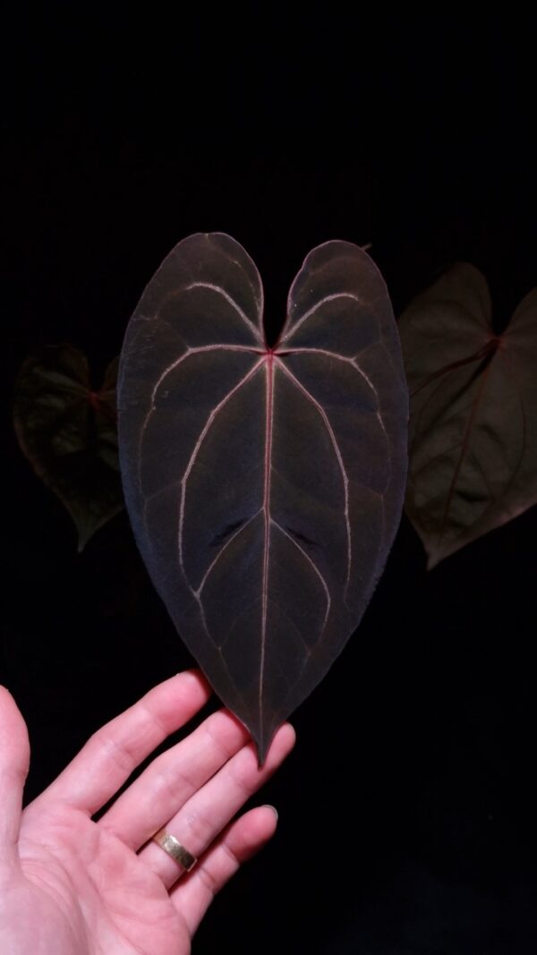 Anthurium Red Veil × Red Crystallinum – Rare Velvet Leaf Aroid with Striking Red Veins and Sinus Elevate your indoor jungle with the stunning Anthurium Red Veil × Red Crystallinum, a rare and captivating hybrid known for its dark green, velvety leaves infused with vivid red sinus and veins. This exotic aroid brings together the best traits of both parent plants: the bold red accents of Red Veil and the refined velvet texture and form of Red Crystallinum. Currently in excellent, healthy condition, this specimen stands at approximately 30 cm tall and boasts a balanced structure with a well-developed root system. It is potted in a 12 cm black anti-rootbound container filled with Selawase premium aroid mix, a specialty substrate designed to optimize drainage, aeration, and moisture retention for tropical foliage plants. Ideal for rare plant collectors, Anthurium enthusiasts, and indoor plant stylists, this hybrid thrives in bright, indirect light and high humidity conditions, making it a perfect centerpiece for shelves, plant cabinets, or high-end botanical displays. The featured image captures a front-facing view of the newest leaf, illuminated from above by dramatic top-down lighting that accentuates its deep velvet surface, glowing red sinus, and intricate venation pattern. A hand is gently holding the leaf to showcase its full heart-shaped form and natural elegance, while subtly drawing attention to a minor imperfection on the lower part—a small cosmetic flaw that highlights the plant’s authenticity and living beauty. The leaf is presented against a dark background, enhancing the dramatic contrast and premium visual appeal.