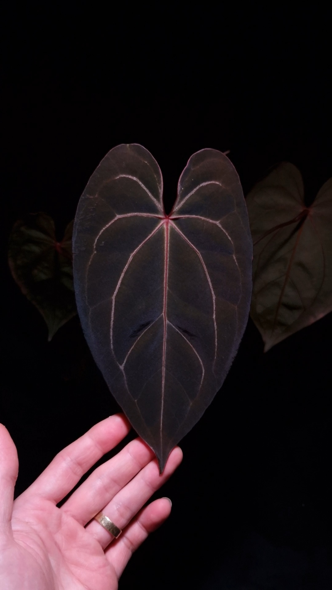 Anthurium Red Veil x Red Crystallinum | Selawase Aroid