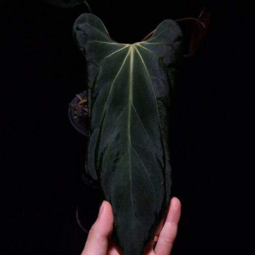 Anthurium Blue Papillilaminum, a distinctive cultivar with deep green leaves that have a subtle bluish sheen. The velvety leaves feature a broad heart shape that tapers to a narrow base. Light green thin veins are prominently visible, while the sinuses show a striking bright yellow-orange color. This rare tropical plant stands approximately 35-40 cm tall and will be delivered in a clear anti-rootbound pot filled with selawase aroid mix, ideal for an indoor location.