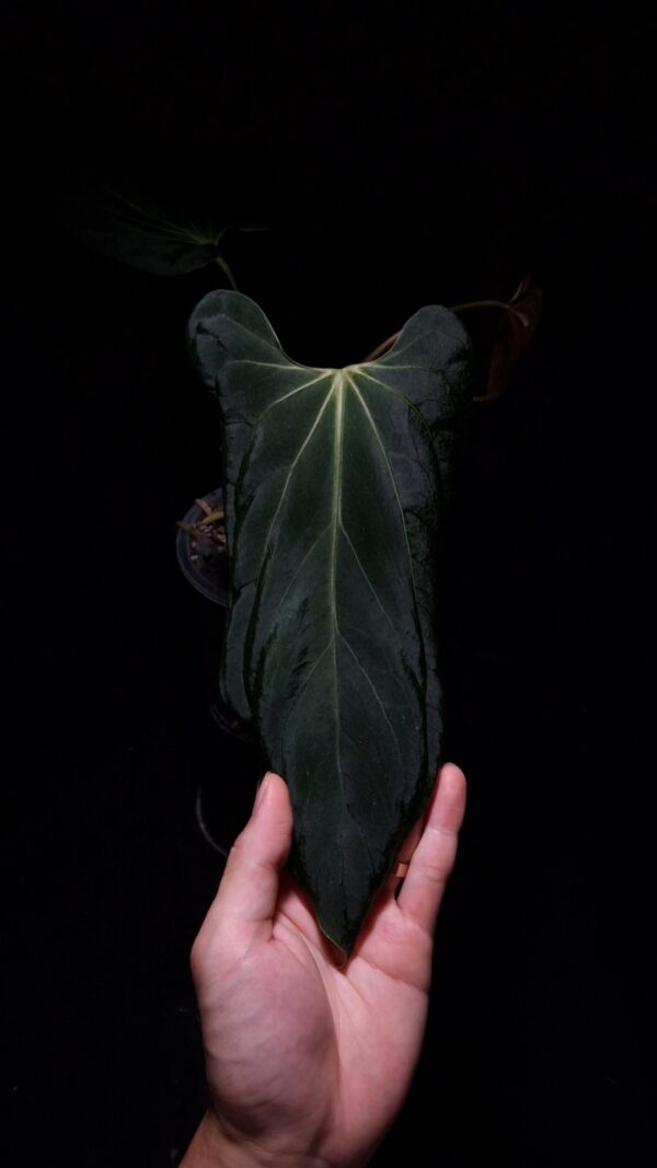Anthurium Blue Papillilaminum, a distinctive cultivar with deep green leaves that have a subtle bluish sheen. The velvety leaves feature a broad heart shape that tapers to a narrow base. Light green thin veins are prominently visible, while the sinuses show a striking bright yellow-orange color. This rare tropical plant stands approximately 35-40 cm tall and will be delivered in a clear anti-rootbound pot filled with selawase aroid mix, ideal for an indoor location.