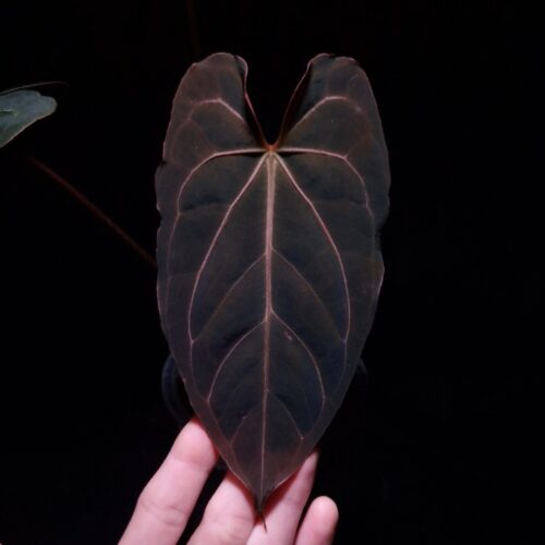 Anthurium Red Veil x BVIT with mature dark green velvet heart-shaped leaves and one emergent brown leaf, hand holding a transparent pot with visible aroid mix, photographed mid-air against a dark background with top-down lighting.