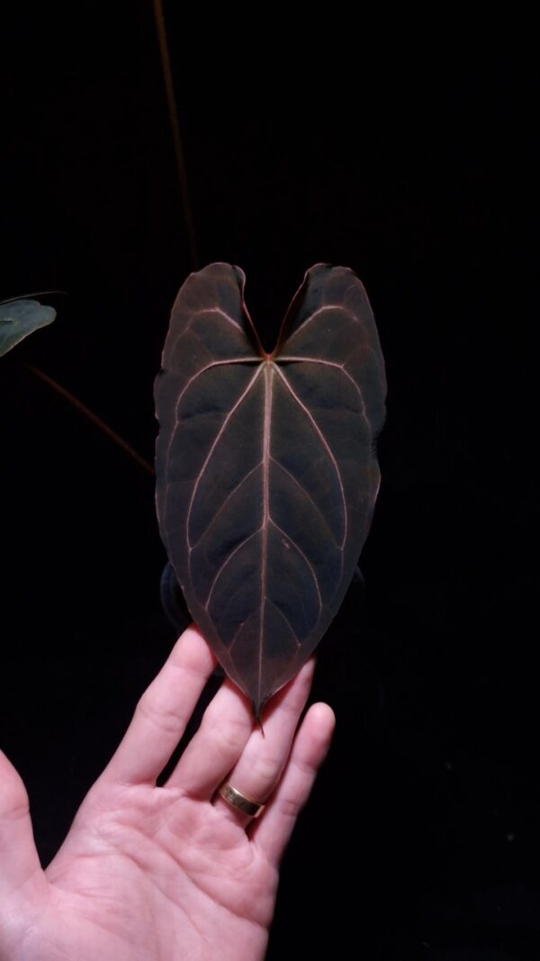 Anthurium Red Veil x BVIT with mature dark green velvet heart-shaped leaves and one emergent brown leaf, hand holding a transparent pot with visible aroid mix, photographed mid-air against a dark background with top-down lighting.