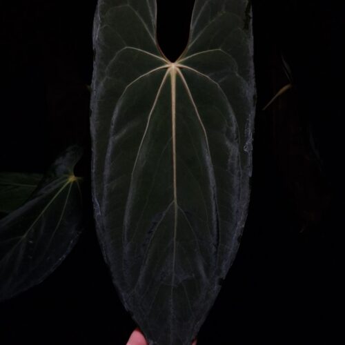 An Anthurium Papillilaminum Fort Sherman x Xone with dark green, muscular foliage featuring striking yellow-orange veins and a wide vivid vein sinus. The plant is gently held from below by a hand wearing a ring, illuminated by top-down lighting against a dark background, showcasing the leaf’s high ears and strong texture.