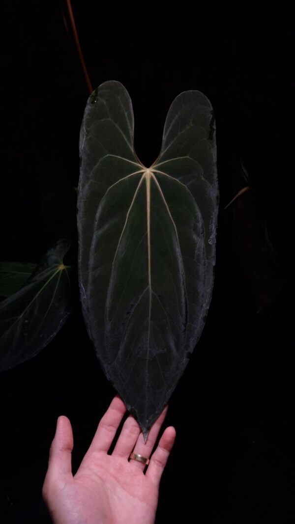 An Anthurium Papillilaminum Fort Sherman x Xone with dark green, muscular foliage featuring striking yellow-orange veins and a wide vivid vein sinus. The plant is gently held from below by a hand wearing a ring, illuminated by top-down lighting against a dark background, showcasing the leaf’s high ears and strong texture.