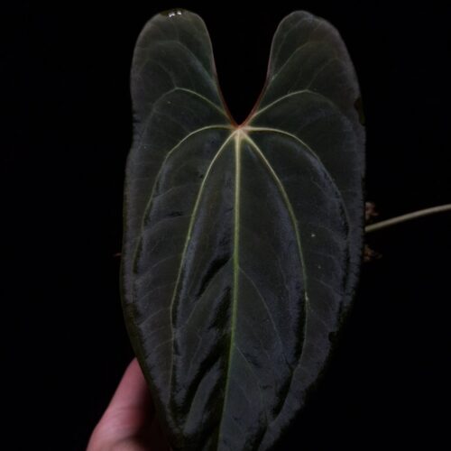 Anthurium Xone x Blue Papillilaminum with deep green, velvety leaves in contrast to its light veins, featuring a striking deep texture. This rare tropical plant is in excellent, healthy condition with three large leaves, standing approximately 30cm tall. Delivered in a 12 cm diameter black anti-rootbound pot filled with selawase aroid mix, this plant is perfect for collectors or enthusiasts seeking a unique and exotic addition to their indoor space. The image captures the front view of the largest leaf under top-down lighting, highlighting their rich texture, orange sinus and yellowish veins with dark green velvet leaf against a dark backdrop. The leaf suffer some damage on the upper right part. An arm in the lower left corner holding the leaf gently.