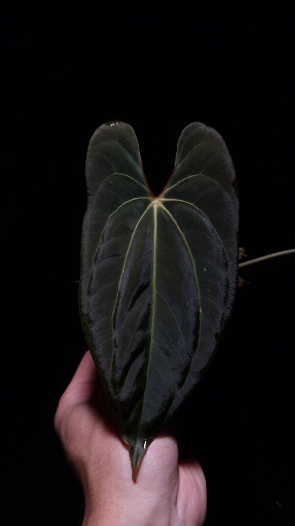 Anthurium Xone x Blue Papillilaminum with deep green, velvety leaves in contrast to its light veins, featuring a striking deep texture. This rare tropical plant is in excellent, healthy condition with three large leaves, standing approximately 30cm tall. Delivered in a 12 cm diameter black anti-rootbound pot filled with selawase aroid mix, this plant is perfect for collectors or enthusiasts seeking a unique and exotic addition to their indoor space. The image captures the front view of the largest leaf under top-down lighting, highlighting their rich texture, orange sinus and yellowish veins with dark green velvet leaf against a dark backdrop. The leaf suffer some damage on the upper right part. An arm in the lower left corner holding the leaf gently.