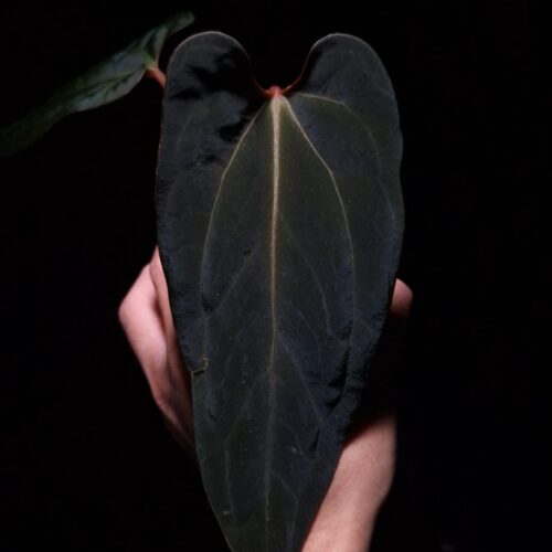 Anthurium Galaxy Red Stem x FOrt Sherman is a rare hybrid aroid with striking long narrow dark green leaves featuring vivid green-yellowish veins and a bold red sinus. Under dramatic top-down lighting against a dark background, three leaves are visible, including one emerging leaf with a dark brown-reddish hue. The plant’s elegant red petioles add to its visual appeal. Planted in a transparent anti-rootbound pot filled with premium aroid mix, the surface is covered with 8mm black lava rock for optimal root health and drainage. The leaf is gently held from the left side by a left hand, showcasing the plant’s graceful form and leaf texture.